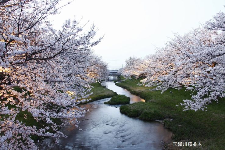 玉湯川桜並木